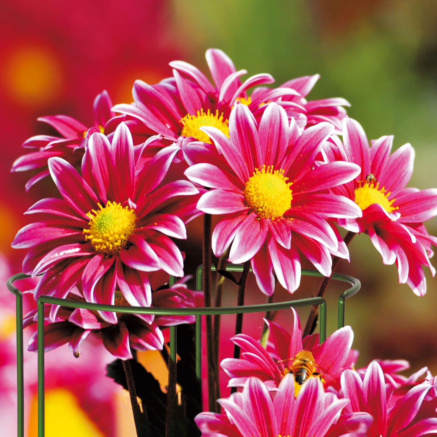 Staudenhalter – runde Pflanzenstütze aus Metall im Gartenbeet, mit blühenden Stauden